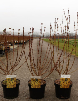FORSYTHIA intermedia WEEK END En pot de 4-5 litres