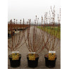 FORSYTHIA intermedia WEEK END cov (Forsythia Week-end) En pot de 4-5 litres forme buisson