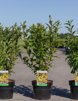 FORSYTHIA intermedia WEEK END En pot de 4-5 litres