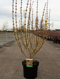 FORSYTHIA intermedia WEEK END En pot de 10-12 litres