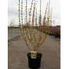 FORSYTHIA intermedia WEEK END cov (Forsythia Week-end) En pot de 10-12 litres forme buisson