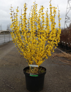 FORSYTHIA intermedia WEEK END En pot de 10-12 litres