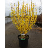 FORSYTHIA intermedia WEEK END cov (Forsythia Week-end) En pot de 10-12 litres forme buisson