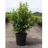 FORSYTHIA intermedia WEEK END cov (Forsythia Week-end) En pot de 25-30 litres forme buisson