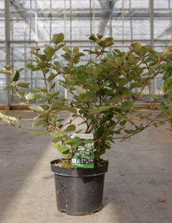 FOTHERGILLA major En pot de 10-12 litres