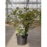 FOTHERGILLA major (Grand fothergilla) En pot de 7-10 litres forme buisson