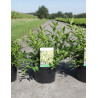 FORSYTHIA intermedia MAREE D'OR (Forsythia rampant) En pot de 3-4 litres forme buisson