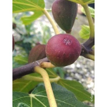 FIGUIER LITTLE MISS FIGGY® (Ficus carica)