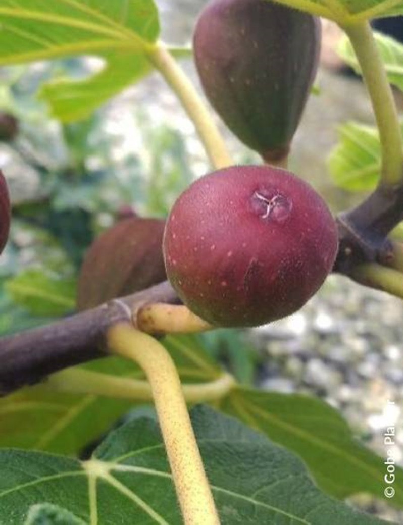 FIGUIER LITTLE MISS FIGGY® (Ficus carica)