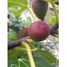 FIGUIER LITTLE MISS FIGGY® (Ficus carica)