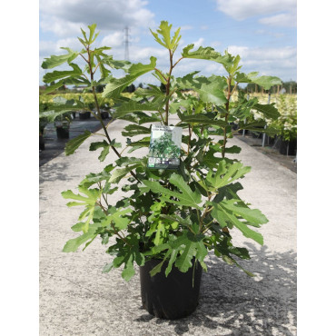FIGUIER LITTLE MISS FIGGY® (Ficus carica) En pot de 10-12 litres forme buisson extra