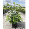 FIGUIER LITTLE MISS FIGGY® (Ficus carica) En pot de 10-12 litres forme buisson extra