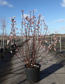 VIBURNUM BODNANTENSE DAWN En pot de 25-30 litres