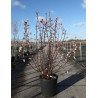 VIBURNUM BODNANTENSE DAWN (Viorne) En pot de 25-30 litres forme buisson hauteur 125-150 cm