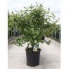 VIBURNUM burkwoodii (Viorne) En pot de 25-30 litres forme buisson hauteur 100-125 cm