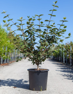 VIBURNUM CARLCEPHALUM En pot de 25-30 litres