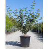 VIBURNUM CARLCEPHALUM (Viorne) En pot de 25-30 litres forme buisson hauteur 100-125 cm