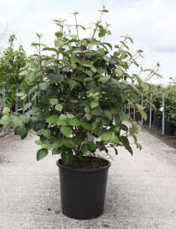 VIBURNUM carlesii AURORA En pot de 25-30 litres