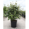 VIBURNUM carlesii AURORA (Viorne) En pot de 25-30 litres forme buisson