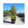 ILEX altaclerensis Golden King (Houx de Highclere Golden King) En pot de 35-50 litres forme buisson hauteur 100-125 cm