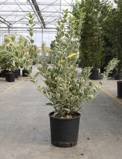 EUONYMUS japonicus PRESIDENT GAUTHIER En pot de 15-20 litres