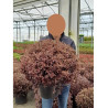 PITTOSPORUM tenuifolium TOM THUMB (Pittospore à petites feuilles) En pot de 15-20 litres forme buisson