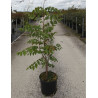 KOELREUTERIA paniculata (Savonnier) En pot de 12-15 litres forme buisson