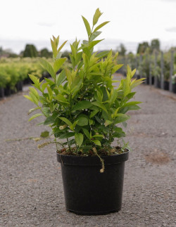 ITEA virginica HENRY'S GARNET En pot de 7-10 litres