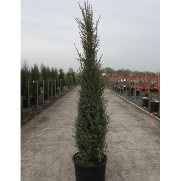 JUNIPERUS communis SENTINEL (Genévrier commun Sentinel) En pot de 15-20 litres