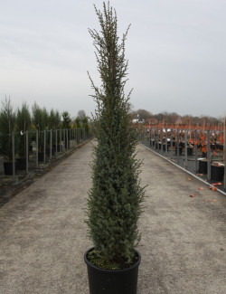 JUNIPERUS communis SENTINEL En pot de 15-20 litres