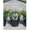 JUNIPERUS media MINT JULEP (Genévrier hybride Mint Julep) En pot de 4-5 litres