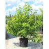 LIQUIDAMBAR styraciflua WORPLESDON (Copalme d'Amérique Worplesdon) En pot de 70-90 litres forme cépée