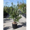 PRUNUS serrula (Cerisier du Tibet) En pot de 15-20 litres forme buisson