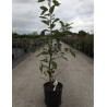 PRUNUS serrula AMBER SCOTS® (Cerisier du Tibet Amber Scots) En pot de 12-15 litres forme buisson