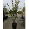 PRUNUS serrula AMBER SCOTS® (Cerisier du Tibet Amber Scots) En pot de 25-30 litres forme buisson
