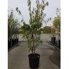 PRUNUS serrula AMBER SCOTS® (Cerisier du Tibet Amber Scots) En pot de 25-30 litres forme buisson