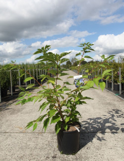 PRUNUS serrulata SHIMIDSU En pot de 12-15 litres