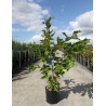 PRUNUS serrulata SHIROFUGEN (Cerisier des collines Shirofugen) En pot de 12-15 litres forme buisson