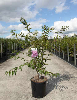 PRUNUS subhirtella FUKUBANA En pot de 10-12 litres buisson hauteur 080-100 cm