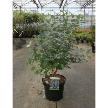 ZENOBIA pulverulenta BLUE SKY (Muguet en arbre) En pot de 7-10 litres forme buisson