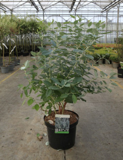 ZENOBIA pulverulenta BLUE SKY En pot de 7-10 litres