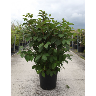 VIBURNUM plicatum FIRST EDITIONS® OPENING DAY® (Viorne du Japon) En pot de 25-30 litres forme buisson