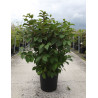 VIBURNUM plicatum FIRST EDITIONS® OPENING DAY® (Viorne du Japon) En pot de 25-30 litres forme buisson