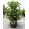 VIBURNUM plicatum WATANABE (Viorne du Japon) En pot de 25-30 litres forme buisson