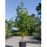 TAXODIUM distichum (Cyprès chauve) En pot de 15-20 litres