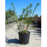 SOPHORA SUN KING® (Sophora) En pot de 35-50 litres forme buisson