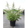 SORBARIA sorbifolia SEM (Sorbaire à feuilles de sorbier) En pot de 10-12 litres forme buisson