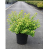 SPIRAEA betulifolia TOR GOLD cov (Spirée à feuilles de bouleau) En pot de 10-12 litres forme buisson