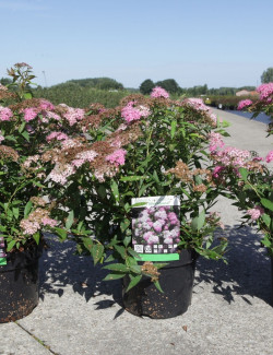 SPIRAEA japonica SHIROBANA En pot de 3-4 litres