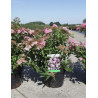 SPIRAEA japonica SHIROBANA (Spirée) En pot de 3-4 litres forme buisson